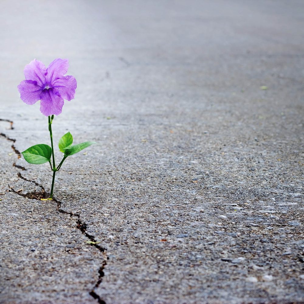 Purple flower growing on crack street, soft focus, blank text